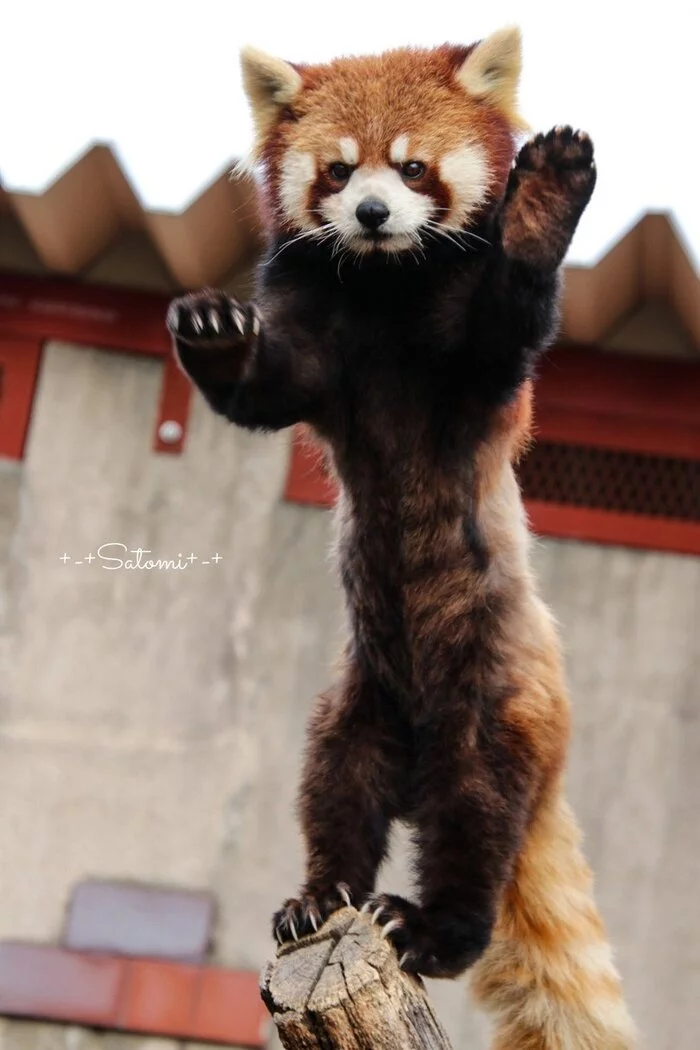Teenage Ninja Red Pandas - Red panda, Rack, Deterrence, Milota