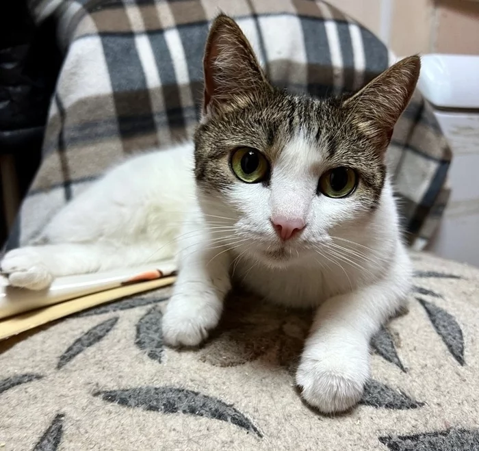 Poor Tosya urgently needs a house - all hope is on you, dear pickups - My, Moscow, Moscow region, Подмосковье, cat, Cats and dogs together, Homeless animals, Helping animals, Help, Animal Rescue, The rescue, In good hands, No rating, Kindness, Longpost