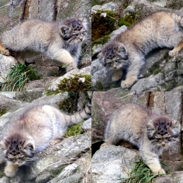 The answer to the post You will not pass! - Pet the cat, Pallas' cat, Small cats, Cat family, Predatory animals, Mammals, Animals, Wild animals, wildlife, Nature, The photo, Young, Fluffy, The rocks, Reply to post