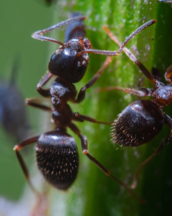 Ants breed aphids - My, The photo, Nature, Macro photography, Insects, Ants, Aphid, Macro rings, Longpost
