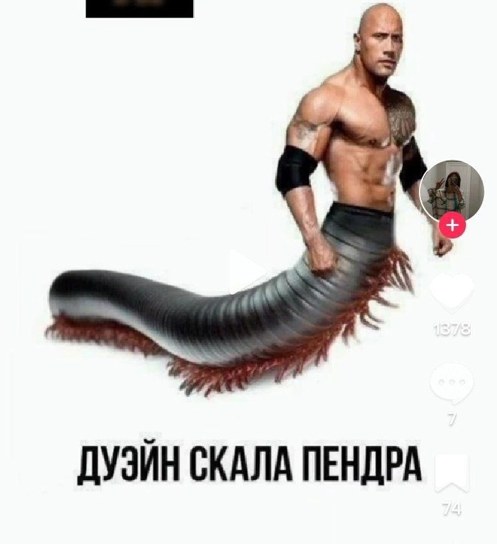 Скалапендра