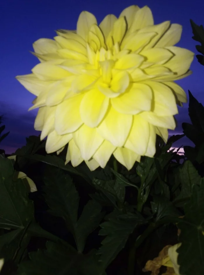 Flower - My, Mobile photography, Grass, Flowers, Evening