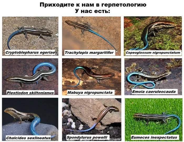 Герпетология - Юмор, Повтор, Биология, Герпетология, Ящерица, Картинка с текстом, Приходите к нам