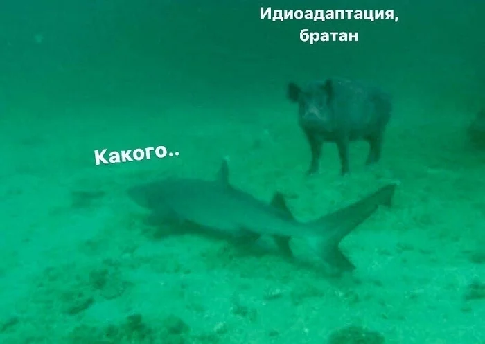 Idioadaptation - Humor, Biology, Shark, Boar, Ocean, Bottom, Picture with text