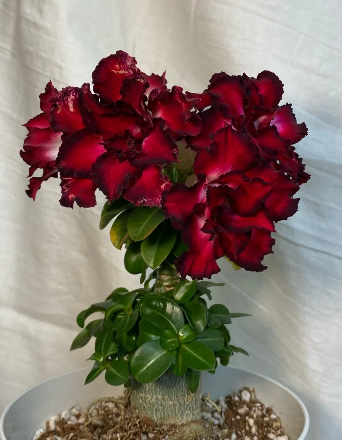 Continuation of the post Mini adenium - My, Adenium, Flowers, Houseplants, Plants, Reply to post, Longpost