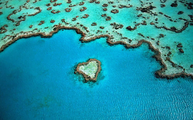 Heart Reef coral off the coast of Queensland - Nature, Coral reef, Longpost