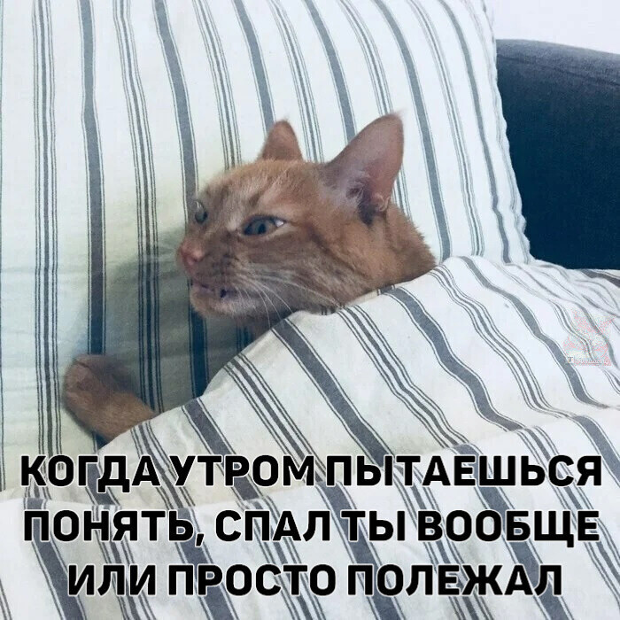 Just in case, I'll sleep some more - Picture with text, cat, Morning, Dream, Morning is never good