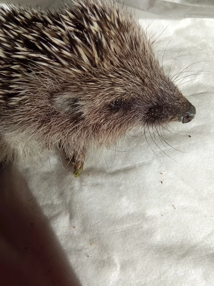 Late last night, the neighbors brought me a very weak hedgehog. - My, Helping animals, Animal Rescue, Vertical video, Hedgehog, Dacha, Neighbours, Troubled neighbors, Video, Longpost