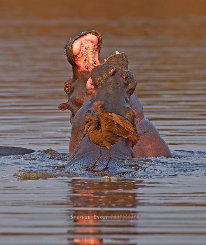 Two hippos greet each other, but the hammerhead is not interested - hippopotamus, Artiodactyls, Mammals, Hammerhead, Birds, Animals, Wild animals, wildlife, Nature, Kruger National Park, South Africa, The photo, Water