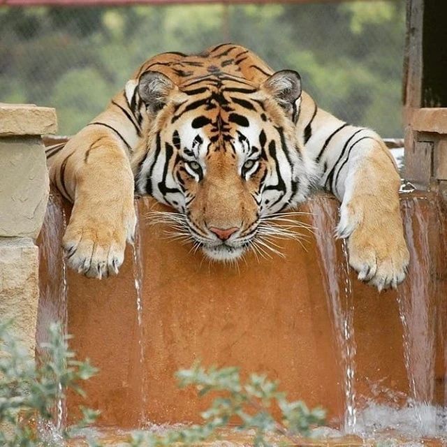 Hot - Tiger, Endangered species, Big cats, Cat family, Predatory animals, Mammals, Animals, Wild animals, The photo, Water, Bathing, Zoo