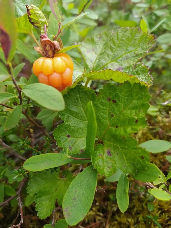 Pikabushnitsa @095495499, I promised, I do - My, Murmansk region, North, Kola Peninsula, beauty of nature, Cloudberry, Berries, Longpost, The photo