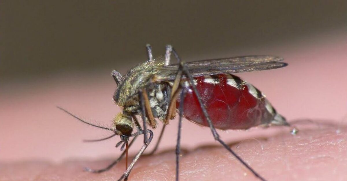 Сколько живут комары обыкновенные. Кровососущие комары. Комар под микроскопом пьет кровь.
