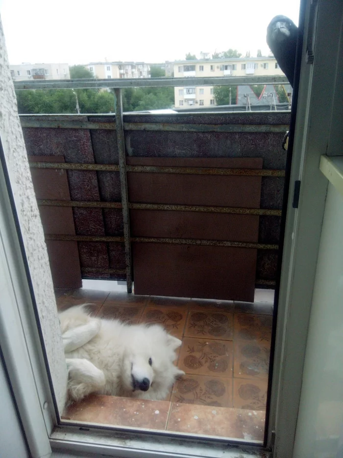 Relax on the balcony - My, Samoyed, Dog, Dog North, The photo, Volzhsky, Rook, Birds, Longpost