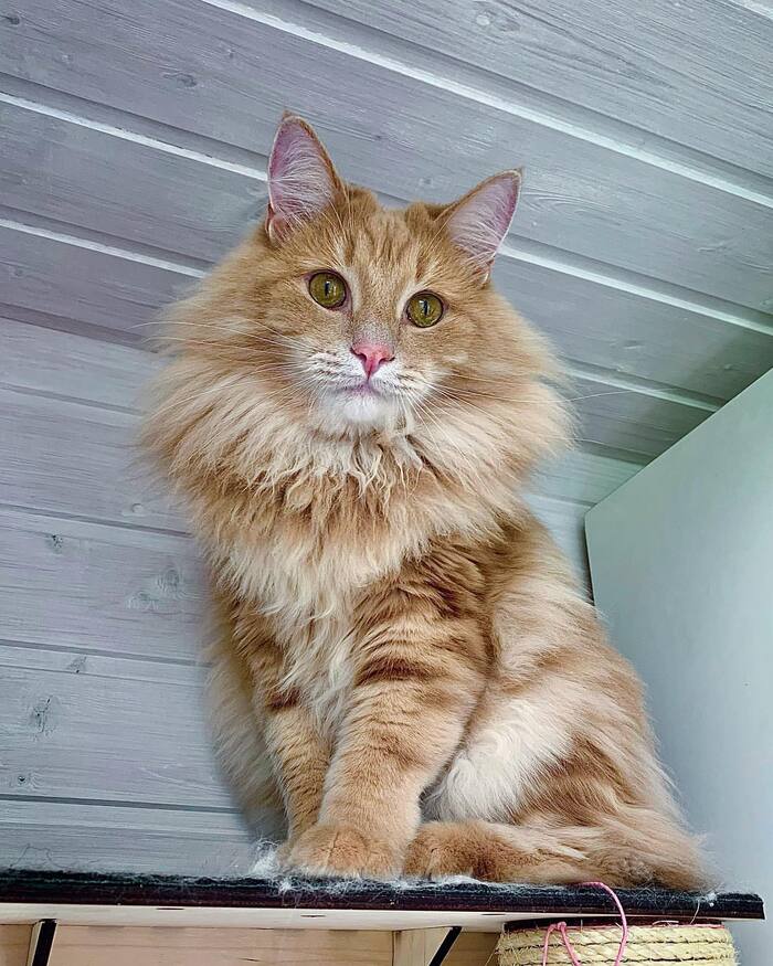 ���� ���