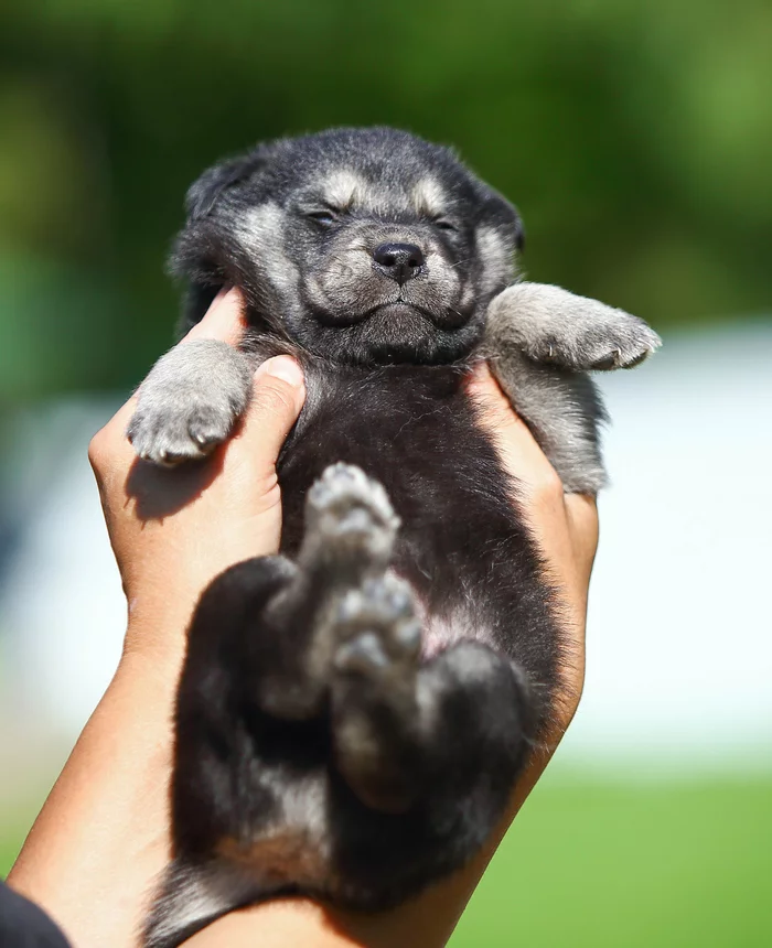 Vicci. Luciano Pavarotti, the size of his palm, is looking for a home - My, Dog, Puppies, Moscow, Moscow region, Shelter, Animal shelter, The rescue, Animal Rescue, Help, In good hands, No rating, Milota, Longpost