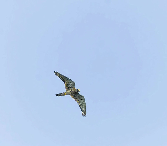 Kestrel trying to find a mouse in very tall grass - My, Photo hunting, The nature of Russia, Ornithology, Birds, Nature, Predator birds, Kestrel, Summer, Hobby