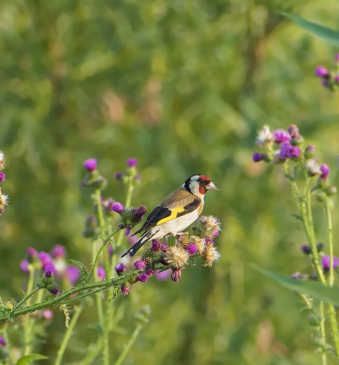 Fresh portion of goldfinches - My, Photo hunting, Birds, Nature, The nature of Russia, Ornithology, beauty of nature, Hobby, Goldfinch, Summer, wildlife, Longpost, The photo