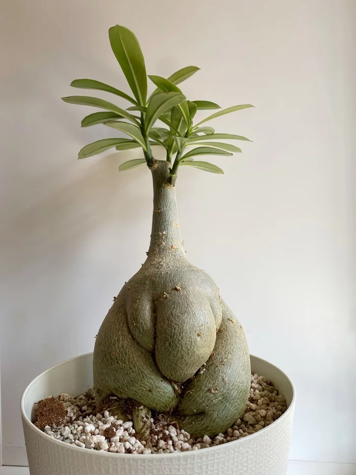 Adenium-waiting - My, Adenium, Plants, Houseplants, Longpost