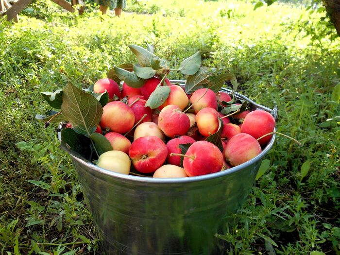 Harvest... - My, Garden, Ranetki, Harvest, The photo, Apples