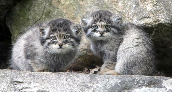 Manulata - Pet the cat, Pallas' cat, Small cats, Cat family, Predatory animals, Wild animals, The photo