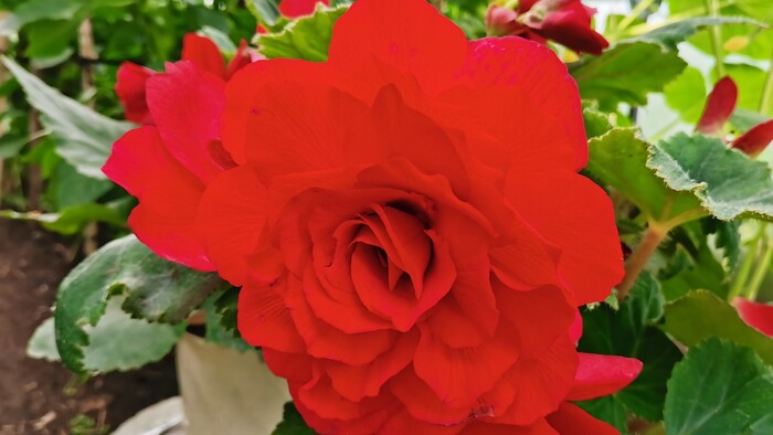 Самая красивая Бегония Америгибрид из семян