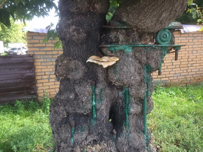 A tree that hasn't let go of the past... - My, Moscow, The photo, Mobile photography, Tree, Nature, Past, Beginning photographer, A life, Vital, Old age, Town, Landscape, Mushrooms