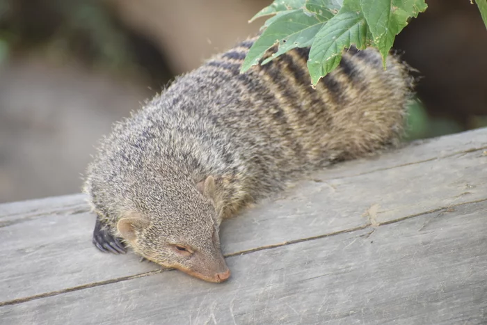 striped mongoose - My, Animals, Zoo, The photo, Mongoose, Striped, Longpost