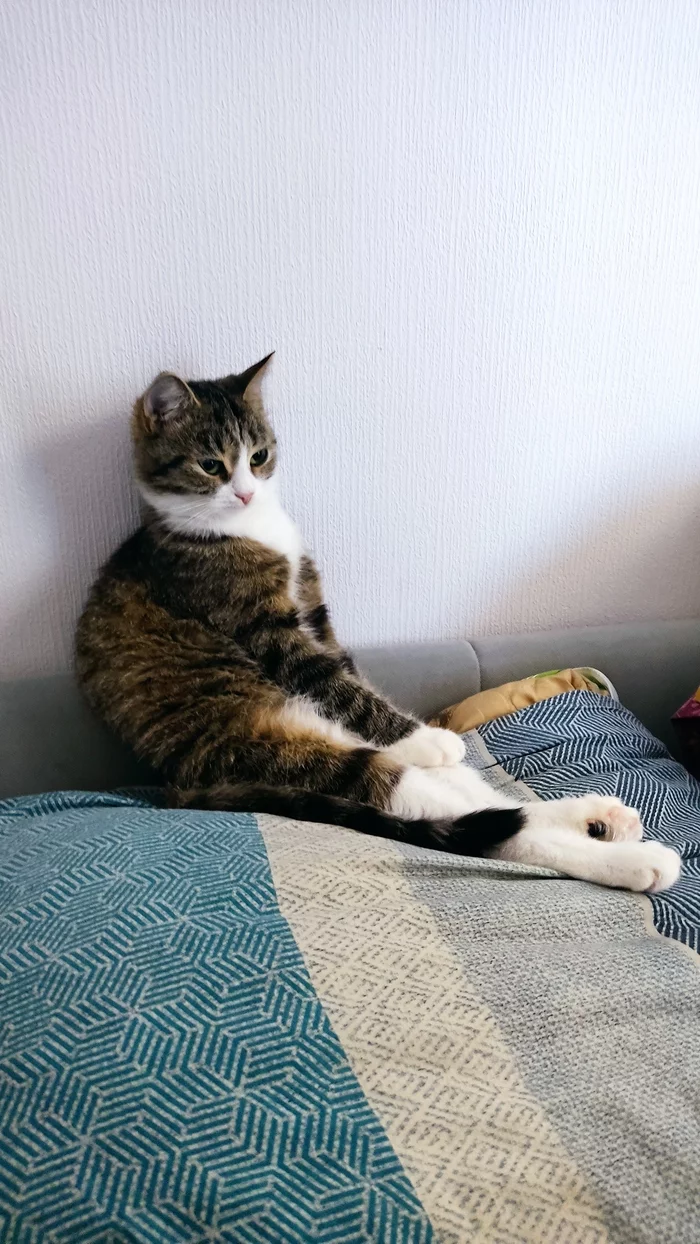 Raise raised, forgot to wake up - My, cat, Morning, nap, Milota, Longpost