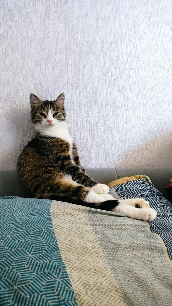 Raise raised, forgot to wake up - My, cat, Morning, nap, Milota, Longpost