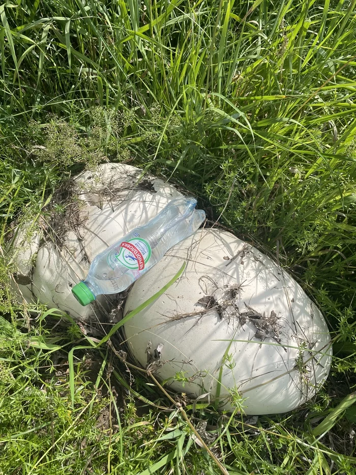 mushroom - My, Mushrooms, Giant tadpole, The photo