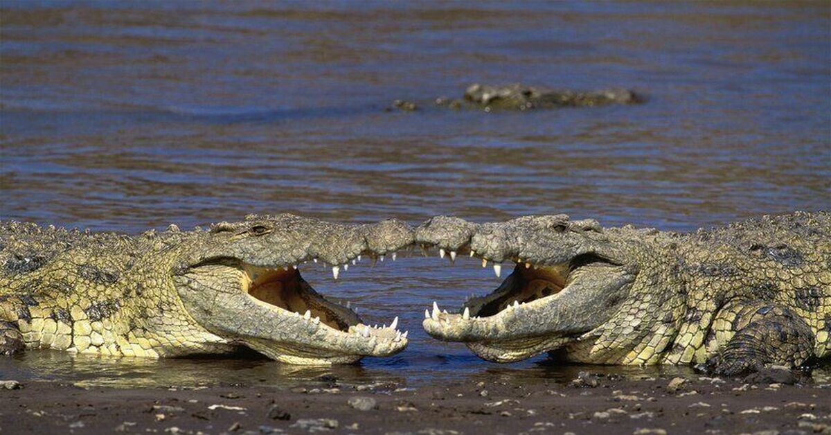 Нильский крокодил относится к пресмыкающимся. Анаконда: Нильский крокодил.