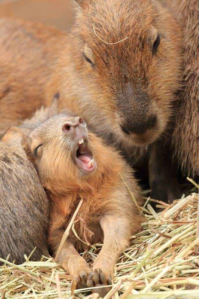 Yawning... - Capybara, Rodents, Young, Yawn