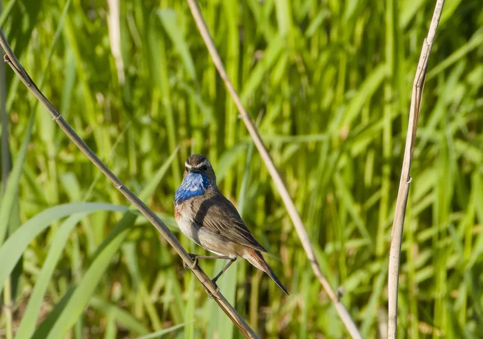 Blue Beard - My, Photo hunting, Nature, The nature of Russia, Nikon, Birds, beauty of nature, Ornithology, Hobby, Bluethroat, The photo