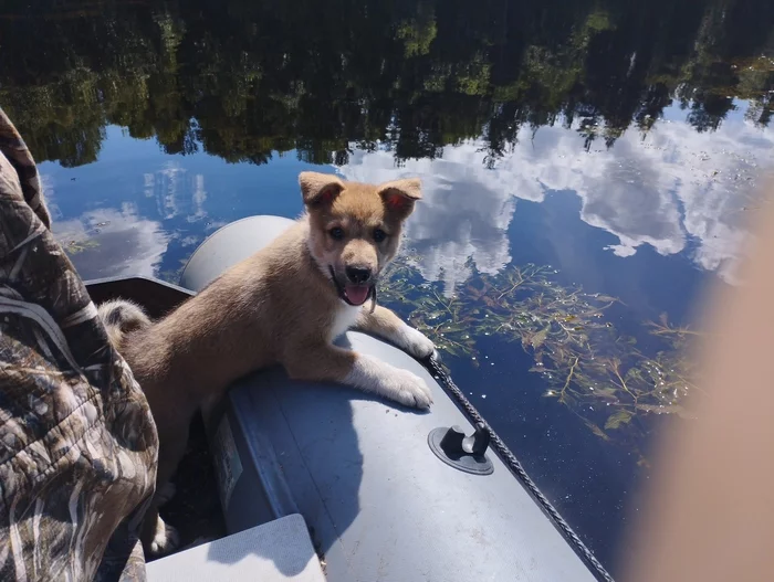 head fisherman) - Fishing, Milota, Dog, Friend