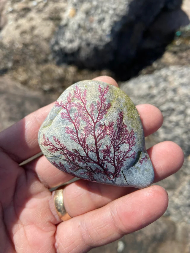 Stone with traces of dried algae - A rock, Seaweed, The photo