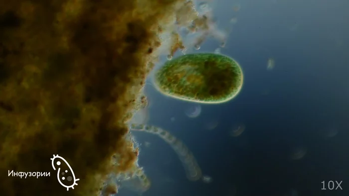 Not a hairy sole, but the cutest animal! - My, Microscope, Ciliates, Infusoria shoe, Biology, Nauchpop, Informative, Video, Longpost