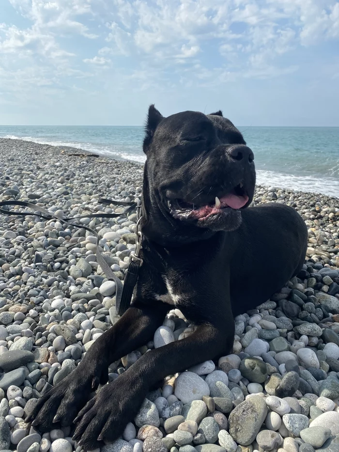 There is no magic pill - My, Author's story, Cane Corso, Dog training, The beginning of the way, Life stories, Dog, Надежда, Longpost, Cynology