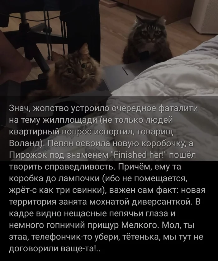 Mini-digest about cats #27 - My, cat, Screenshot, Life stories, Picture with text