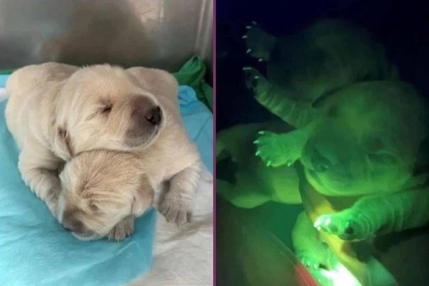 Two glowing Labradors were born in South Korea - Picture with text, Black humor, Dog, South Korea, Fluorescence