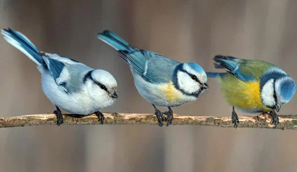 The study found that birds in Europe are less colorful than they were 15 years ago. It's all about the climate crisis - Ecology, Scientists, Garbage, Birds, Global warming, Around the world, Ornithology, Longpost