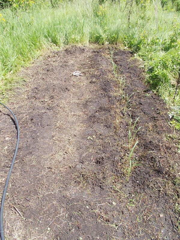 Reeds 2022 - My, Garden, Sugar cane, Experiment, Plants, Longpost