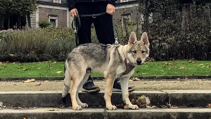 The little poop has grown up - My, Dog, Czechoslovak Vlcak, Photo on sneaker, Puppies, Dog days, Pets