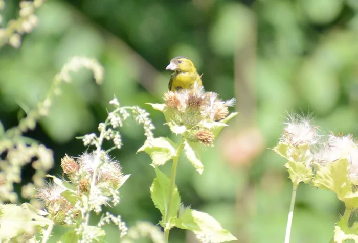 Chizhiki with children - My, Nikon, Beginning photographer, The nature of Russia, Birds, Longpost, Songbirds, The photo