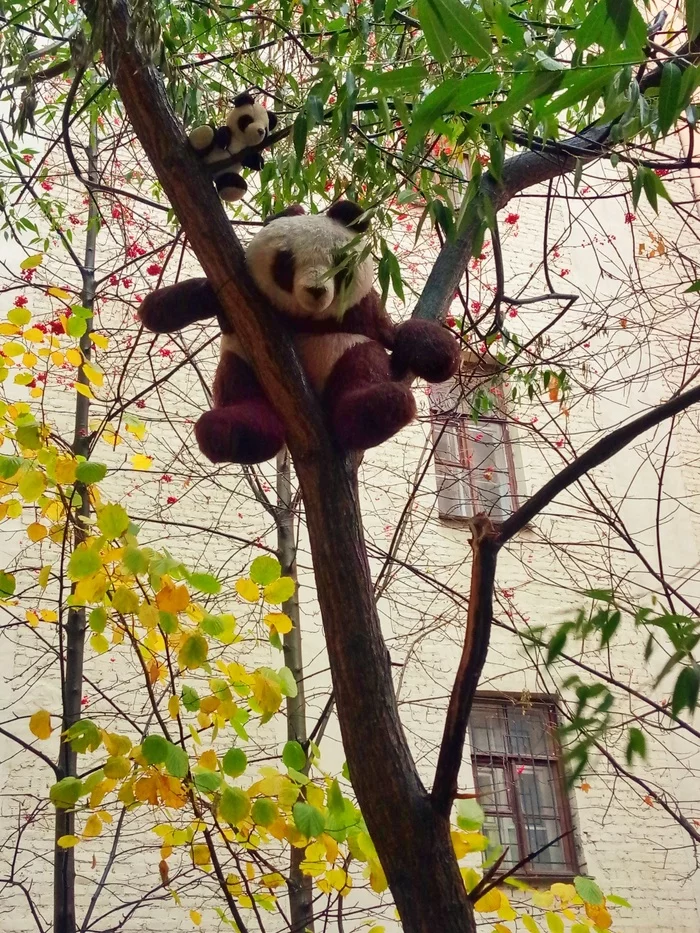 Panda in my yard gave birth to a baby, wildlife is amazing - My, Courtyard, Panda, Mobile photography, Soft toy, Moscow region