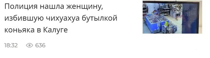 Ответ на пост «Ударила собаку бутылкой» - Собака, Калуга, Происшествие, Жестокость, Россия, Живодерство, Полиция, Новости, Риа Новости, Чихуахуа, Рязань, МВД, Ответ на пост, Негатив, Общество