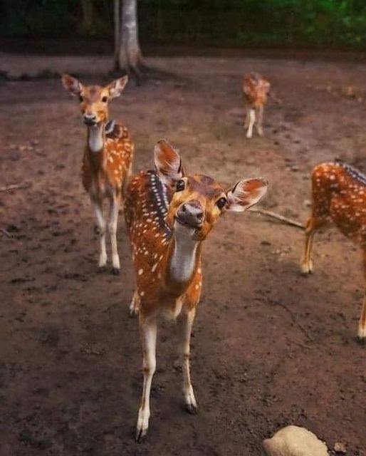 - Do you have carrots? What if I find it? - Milota, Spotted deer, Fawn, The photo, Longpost