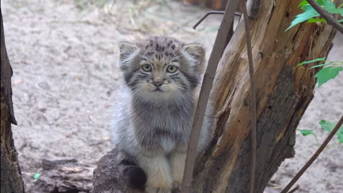 Manul kitten in the Novosibirsk Zoo - Pallas' cat, I'd stroke it., Small cats, Cat family, Pet the cat, Novosibirsk Zoo, The photo