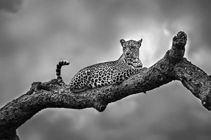 The greatness of perfection - Leopard, beauty of nature, Black and white photo, South Africa, wildlife, South Africa, Africa, The photo, Metelsky, Big cats, Wild animals, Cat family, Predatory animals