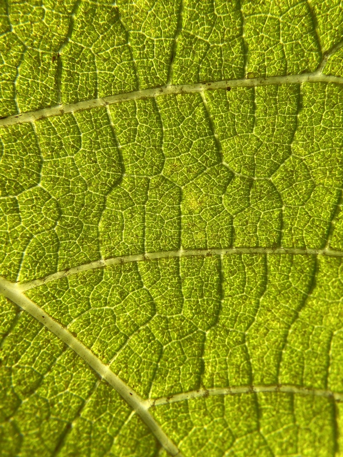 Макро-мир | Пикабу