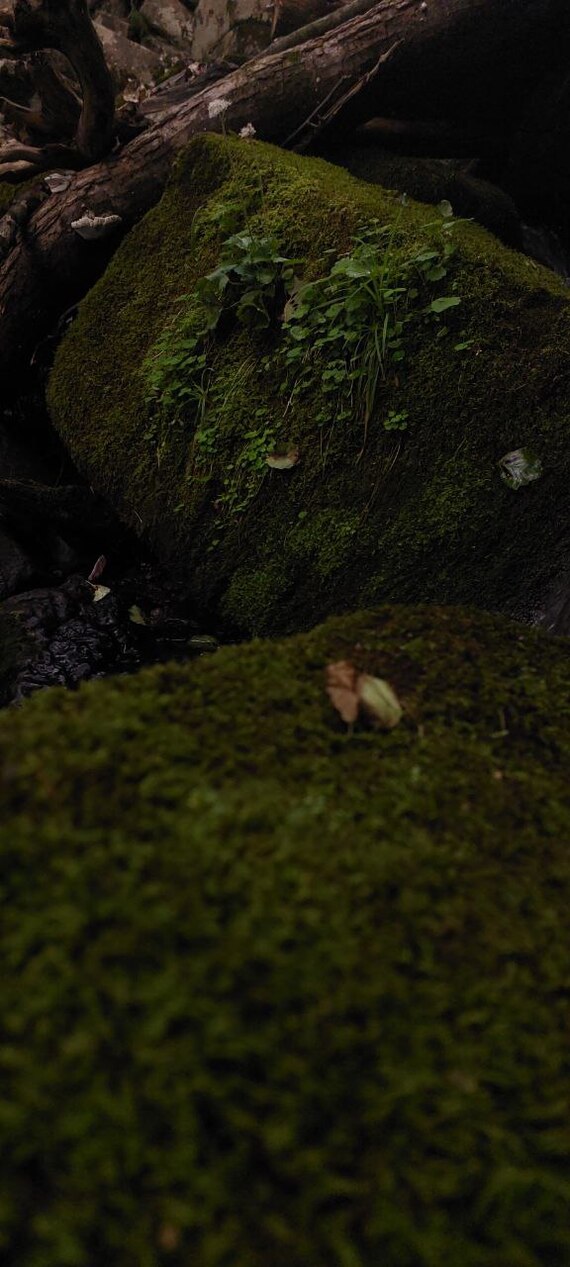 Немного фото с телефона | Пикабу